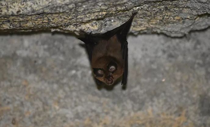 detectan nuevo coronavirus en murciélagos con capacidad para dar el salto a la especie humana