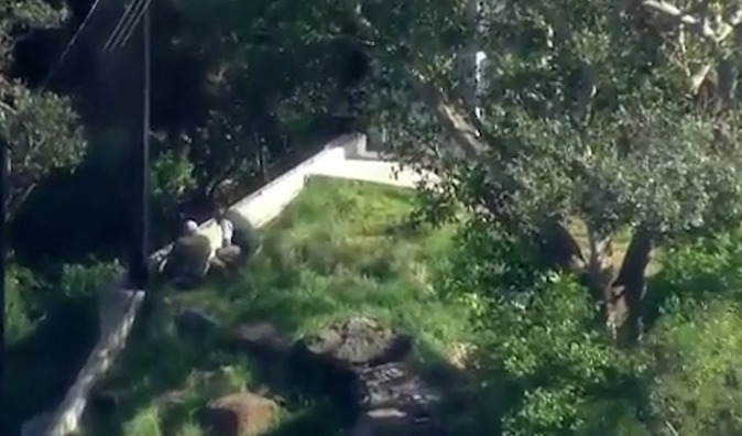 Cinco leones se escapan de sus jaulas en el zoo de Sydney y regresan sin provocar heridos