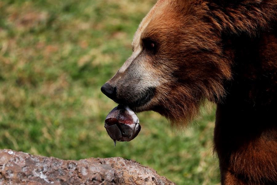 Detectan cambios en los osos pardos causados ​​por la contaminación