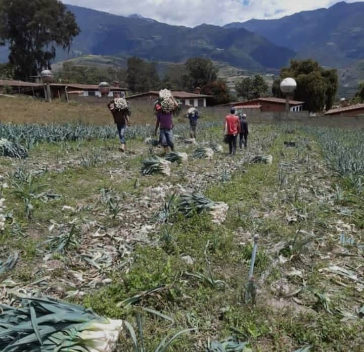 Los fertilizantes serán repartidos a productores en Trujillo
