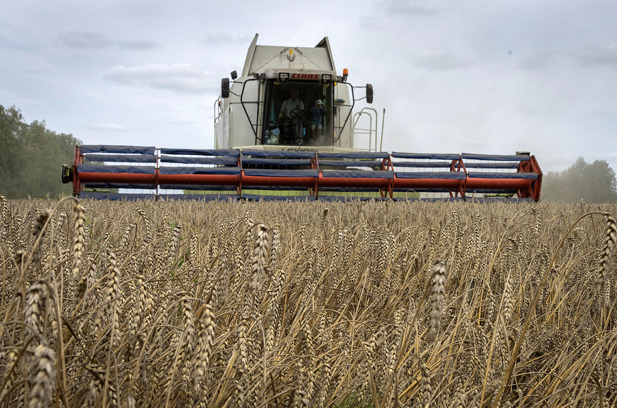 Rusia suspende el acuerdo de cereales y ahoga de nuevo las exportaciones mundiales de alimentos de Ucrania