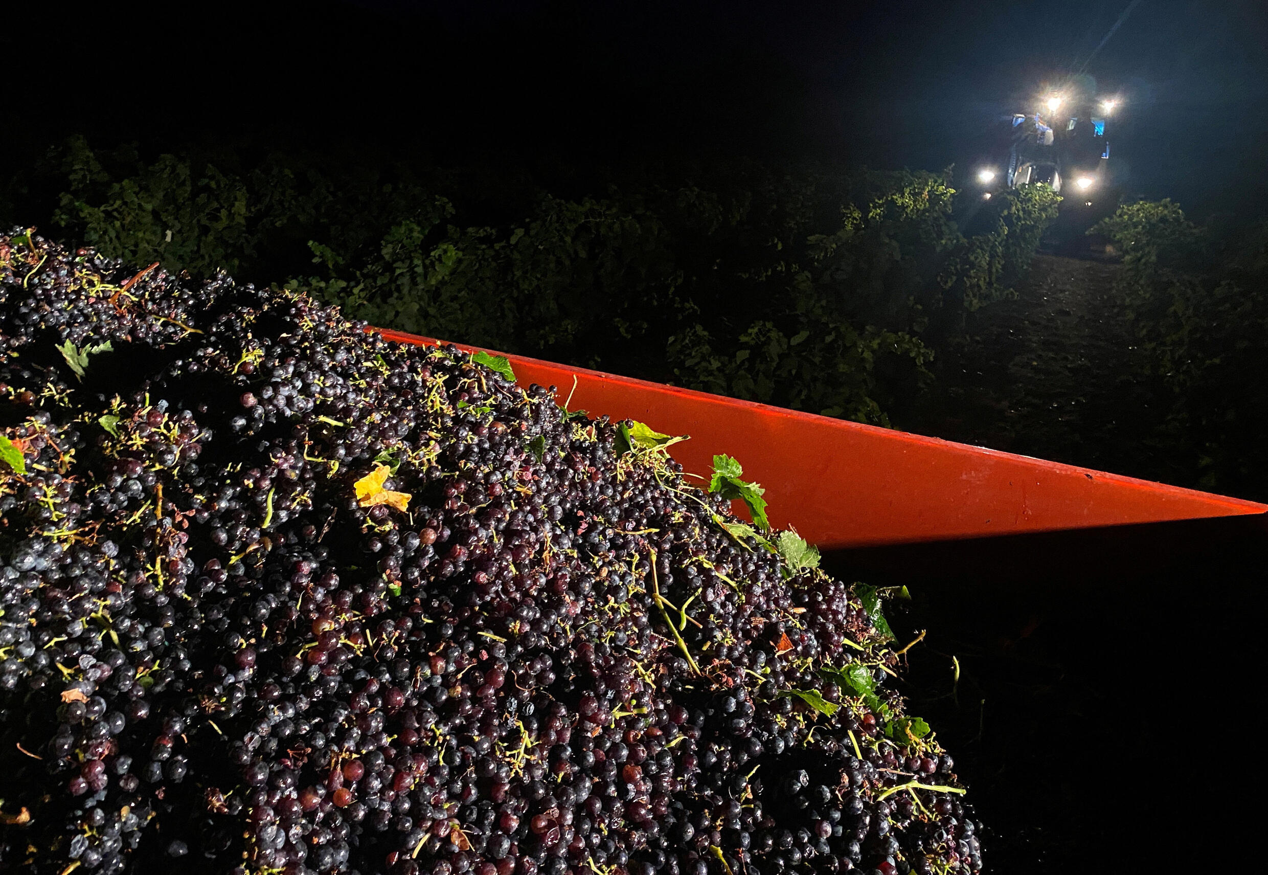 La ola de calor obligó a estos viticultores de Ardèche, en el centro-sur de Francia, a cosechar sus uvas por la noche.