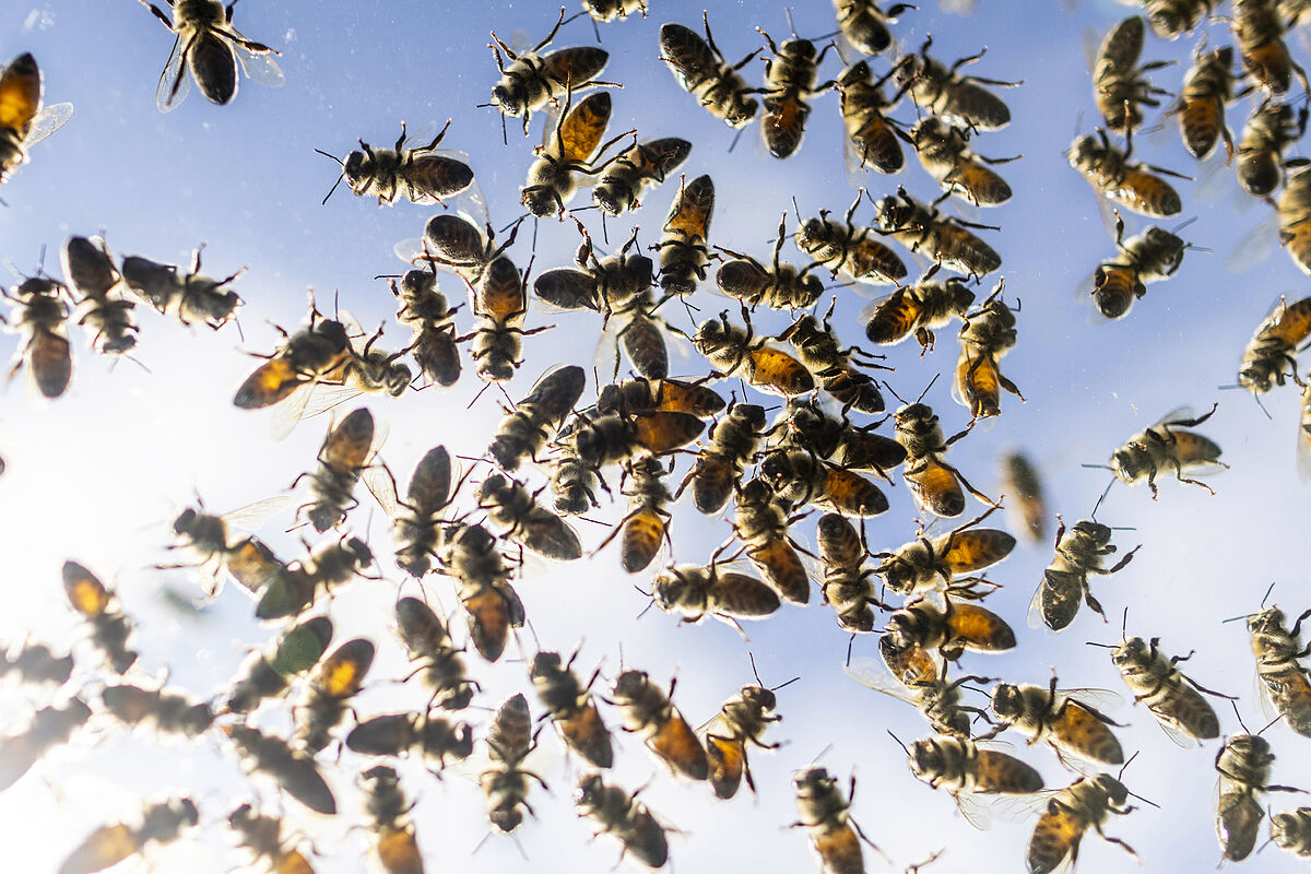 Cinco millones de abejas se escapan de un camión que las transportaba a Canadá