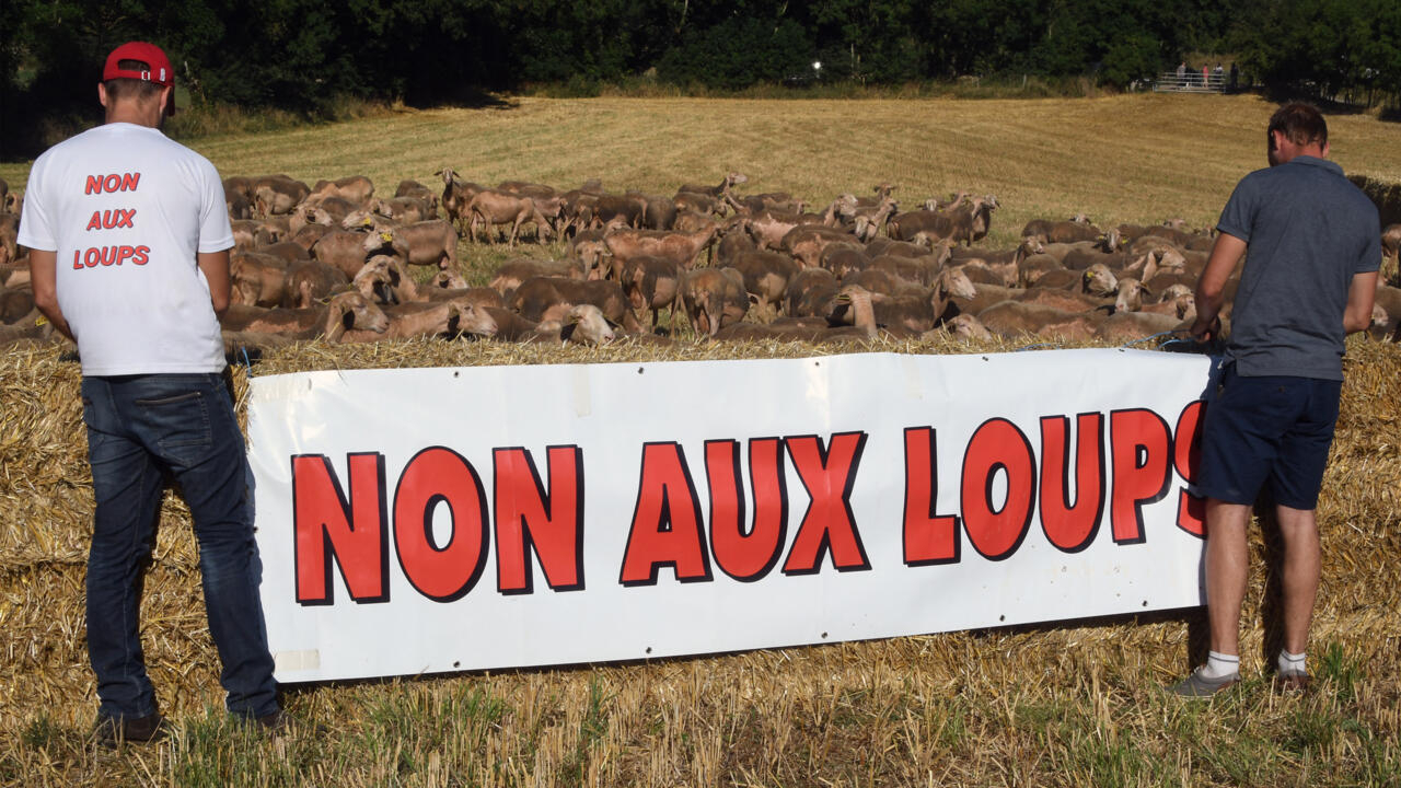 El proyecto francés de gestión de la población de lobos enfurece a agricultores y conservacionistas