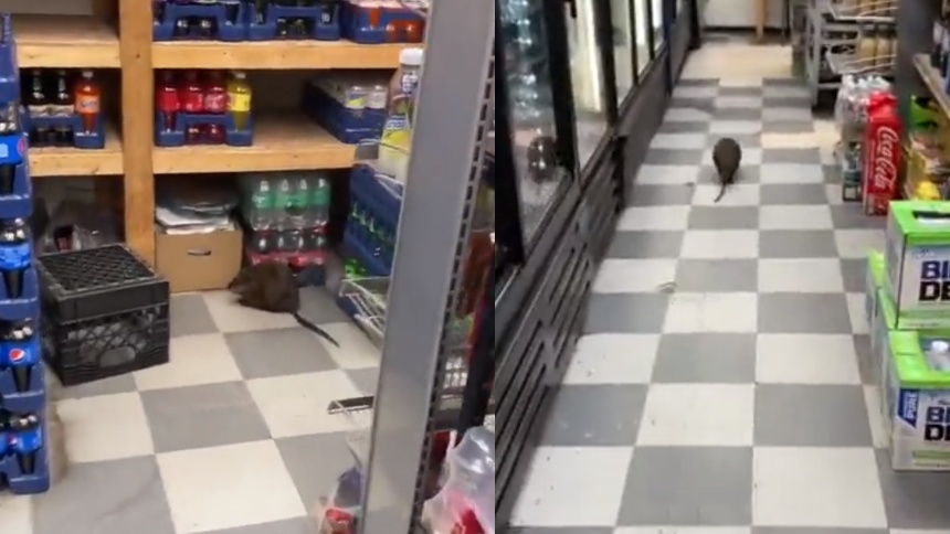 El vídeo viral de una rata gigante en plena tienda de Nueva York