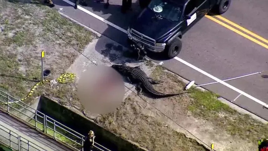 Encuentran un caimán gigante junto a un charco de sangre, suponen que se comió a una persona