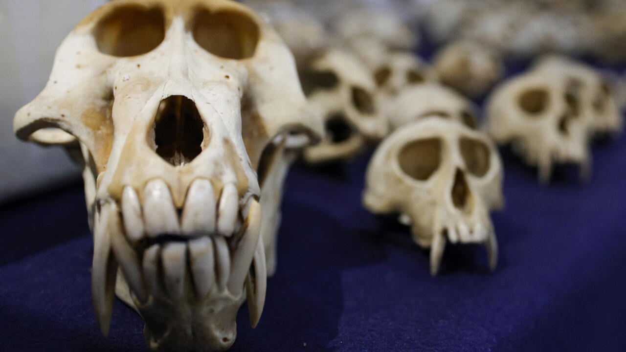 Francia advierte contra el aumento del tráfico a gran escala de cráneos de primates