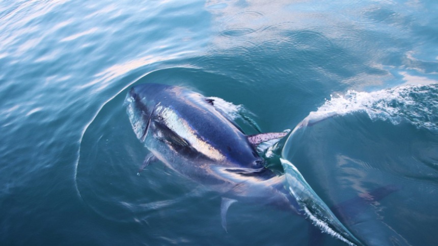 Los bañistas cortaban en pedazos un enorme atún muerto en la orilla