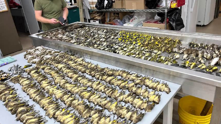 El extraño caso de 1.000 pájaros que murieron en una noche tras chocar contra un edificio en Chicago