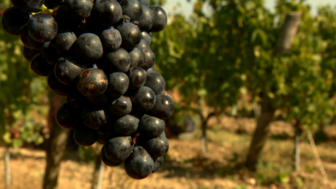 La cosecha de uva en el Valle del Loira en Francia