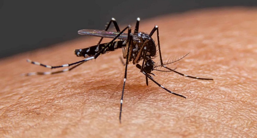 Actualmente se reportan tres virus en el país, pero el rebrote de casos se debe al dengue