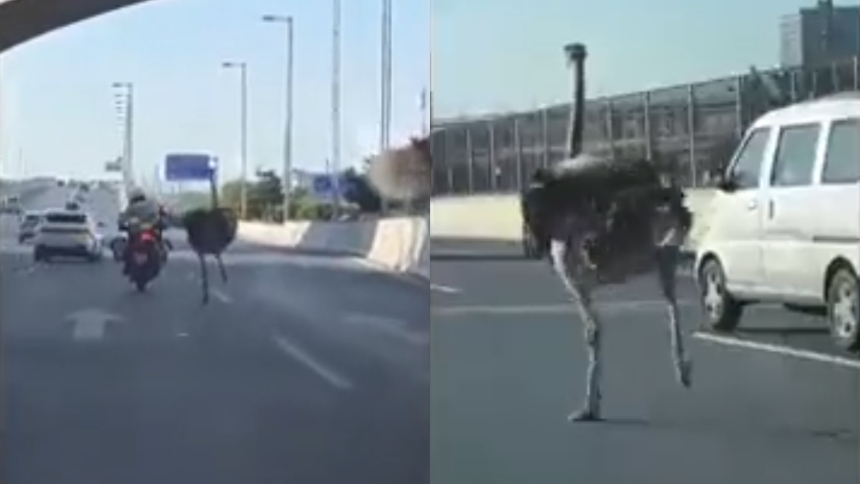 El avestruz fugitivo que metió en problemas a la policía china en la carretera