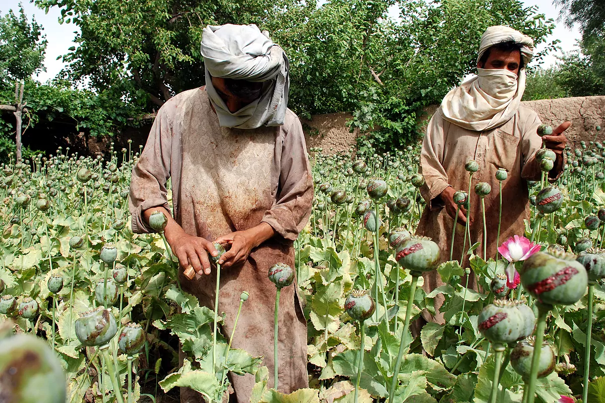 Birmania derrocó a Afganistán como rey del opio después de que los talibanes prohibieran su cultivo