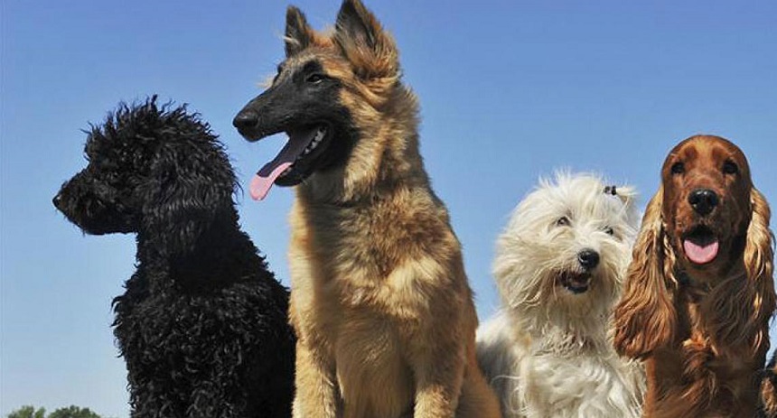Descubre qué raza de perro se adapta mejor a tu personalidad