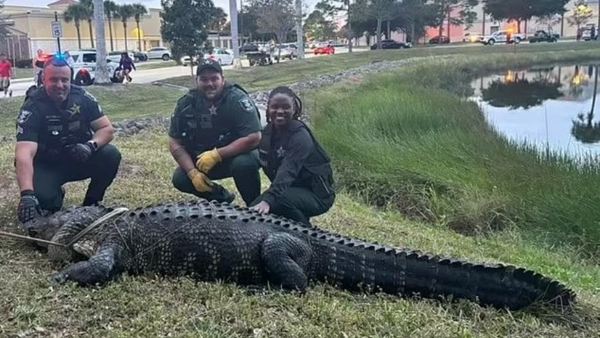 Monstruoso caimán capturado mientras deambulaba por un centro comercial de Florida