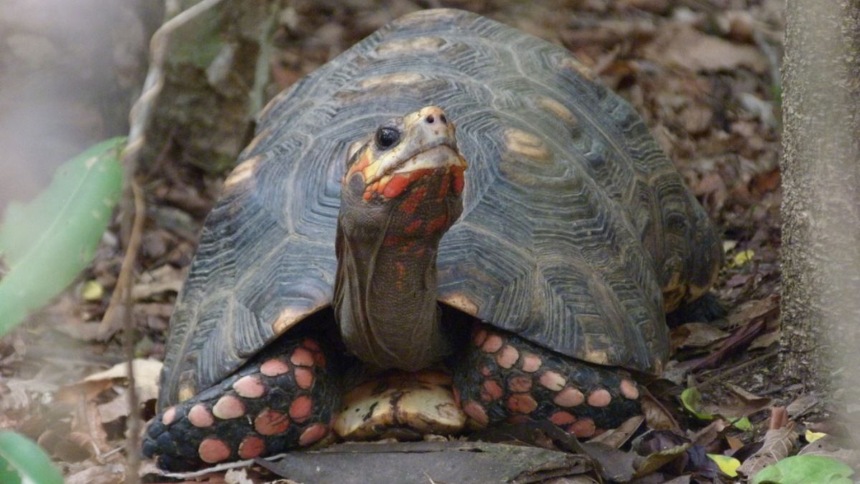 Bianca, la tortuga que pudo moverse gracias a una solución inesperada