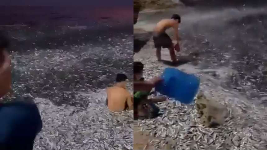 El extraño fenómeno de unos peces a pocas horas del terremoto que sacudió Filipinas el 8 de enero