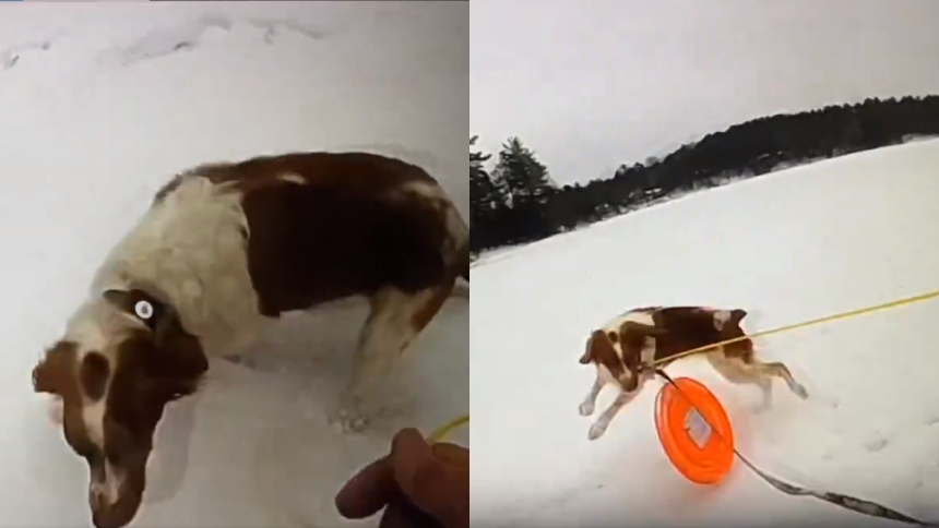 El perro héroe ayudó a salvar a su amo que cayó al lago helado