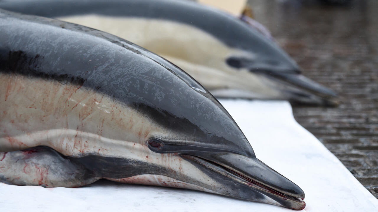Francia prohíbe temporalmente la pesca en el Golfo de Vizcaya para proteger a los delfines