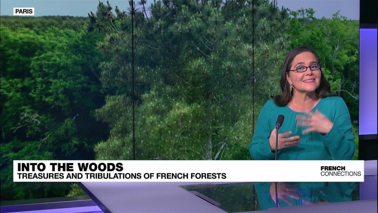 Los bosques franceses: echando raíces