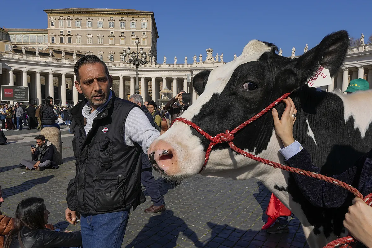 Agricultores italianos regalan un tractor al Papa y llevan una vaca al Vaticano