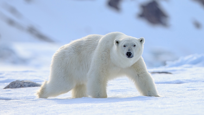 El oso polar durmiendo sobre el hielo se convirtió en una de las mejores fotografías del año