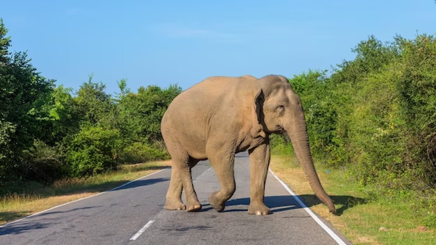 Turistas intentaron tomarse una selfie con un elefante en India y terminaron siendo perseguidos por el animal