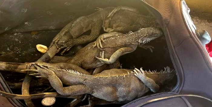Sujeto detenido por llevar 40 iguanas en una bolsa