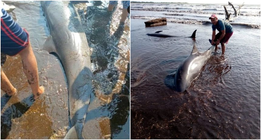 Los delfines quedaron varados en la costa de Falcón el 4 de marzo