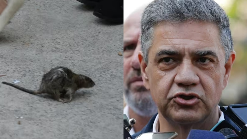 Una rata causó pánico en plena conferencia de prensa